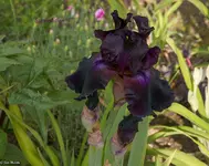 IMG_9721-2.webp