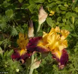 IMG_9722.webp