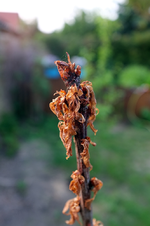 DSCF8580.JPG