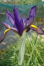 SAM_1391.webp