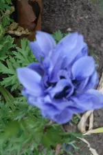 SAM_1393.webp
