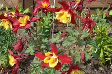 SAM_1396.webp