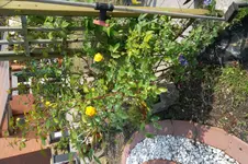 SAM_1398.webp