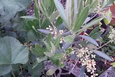 SAM_1400.webp
