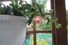 SAM_1404.webp
