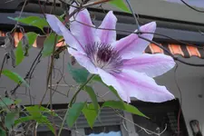SAM_1405.webp