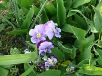 k-P1100816.webp