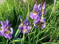 k-P1100817.webp