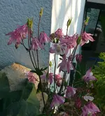 k-P1100819.webp