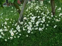 k-P1100849.webp