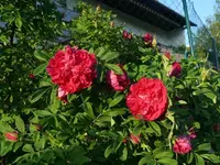 k-P1100853.webp