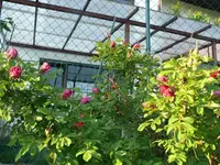k-P1100854.webp