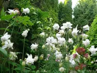k-P1100869.webp