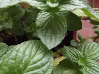 DSCF7085.webp