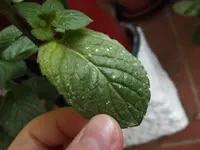 DSCF7084.webp