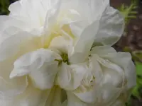 P1130511.webp