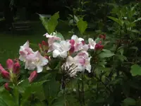 BILD5014.webp