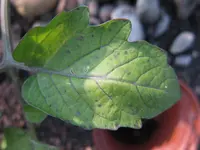 pilz.webp