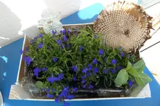 SAM_0533.webp