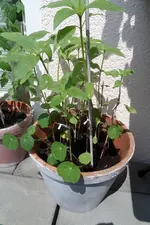 SAM_0536.webp