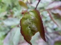 P1120530.webp
