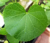 IMGP0093.webp