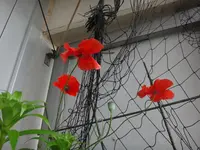 218.webp