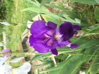 image.webp