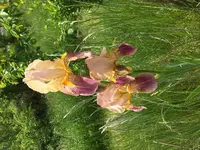 image.webp
