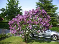 100_1973.webp 100_1973.webp