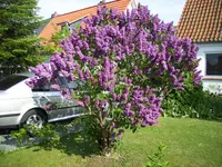 100_1976.webp 100_1976.webp