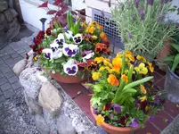 100_1982.webp 100_1982.webp