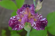 4kinjajushrew.webp
