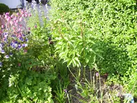 100_1987.webp 100_1987.webp