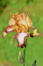 4patina.webp