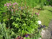 100_1983.webp 100_1983.webp