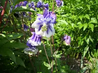 100_1984.webp 100_1984.webp