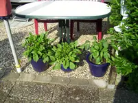 100_1989.webp 100_1989.webp