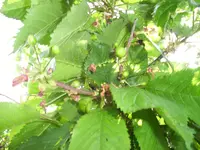 100_1992.webp 100_1992.webp