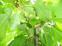 100_1993.webp 100_1993.webp