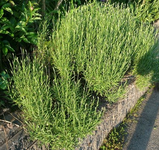 k-P1100818.webp