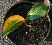 k-P1100823.webp