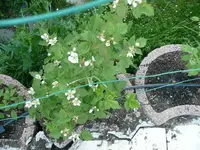 k-P1100834.webp