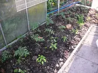 k-P1100844.webp
