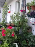 Mohn.webp