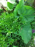CIMG2157.webp