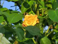 CIMG2167.webp