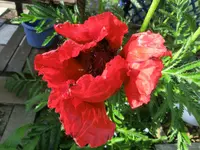 CIMG2159.webp