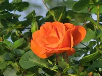 CIMG2165.webp