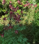 DSCI0586.webp